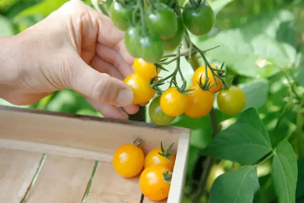 Main jaune, une main cueille des tomates cerises en pot. Des tomates cerises vertes et jaunes pendent sur la plante.