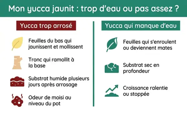 Mon yucca jaunit : feuilles molles, tronc mou, substrat humide, odeur de moisi. C'est un yucca trop arrosé.