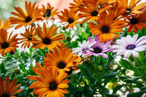 Un bouquet de marguerites du cap aux teintes orangées et violettes, leurs pétales éclatants capturant la lumière du soleil.