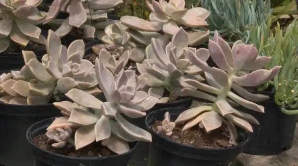 Plusieurs boutures de plantes grasses aux feuilles charnues et rosées, prêtes à être plantées.