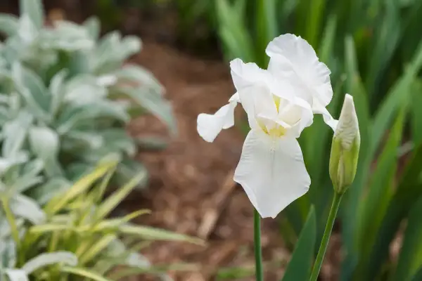 Un magnifique iris blanc s'épanouit, prêt à fleurir le long d'un mur. Des plantes floues et un bourgeon attendent leur tour.