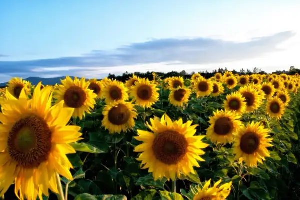 Un champ de tournesols baigné par la lumière du soleil. Chaque **planter tournesol** s'oriente vers le ciel bleu, créant une mer jaune éclatante.
