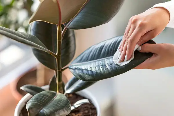 Maintenir la brillance de votre ficus : une main nettoie délicatement une feuille avec un chiffon humide. Apprenez comment nettoyer les feuilles des plantes pour une meilleure santé.