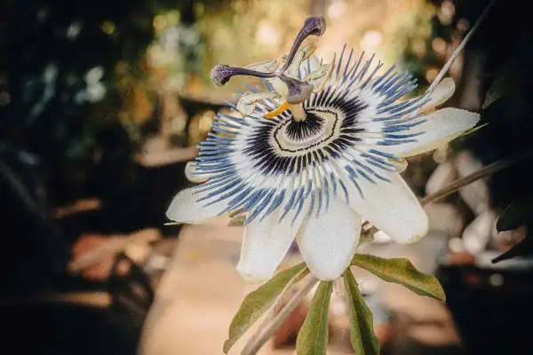 Une bouture passiflore, fleur exotique aux pétales blancs et filaments bleus et violets, s'épanouit dans un jardin.