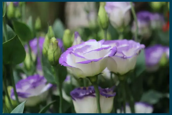 Gros plan sur des lisianthus blancs aux bords violets, avec des boutons floraux verts en arrière-plan.