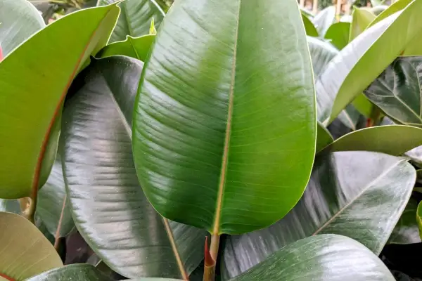 Gros plan sur les feuilles luxuriantes d'une plante caoutchouc, d'un vert profond et brillant, avec des nervures marquées.