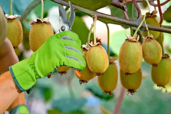 Main verte coupant un kiwi mûr sur une branche avec des ciseaux.