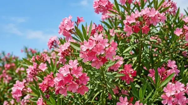 Un buisson de laurier rose en pleine floraison, avec des grappes de fleurs roses vives sous un ciel bleu clair.