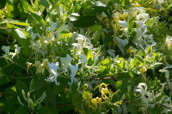 Un parterre de chevrefeuille en pleine floraison, avec des fleurs blanches et jaunes délicates se mêlant aux feuilles vertes luxuriantes.
