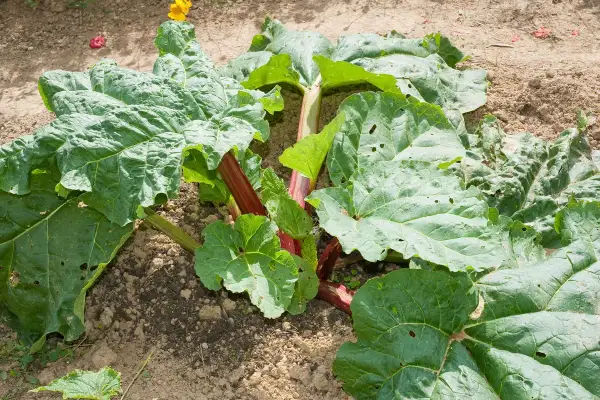 Gros plan sur un plant de rhubarbe aux grandes feuilles vertes et aux tiges rouges, prêt à être récolté.