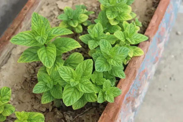Menthe verte luxuriante dans une jardinière. Pour savoir comment couper la menthe pour qu'elle repousse, taillez juste au-dessus d'un nœud de feuilles.