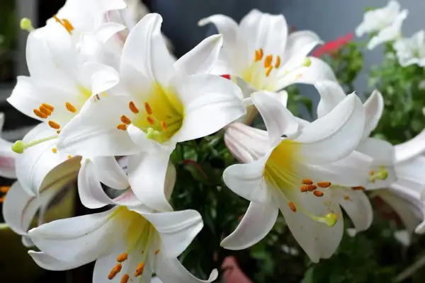Magnifiques lys blancs aux étamines orangées. Que faire d'un lys après floraison ? Les bulbes peuvent être conservés pour l'année prochaine.