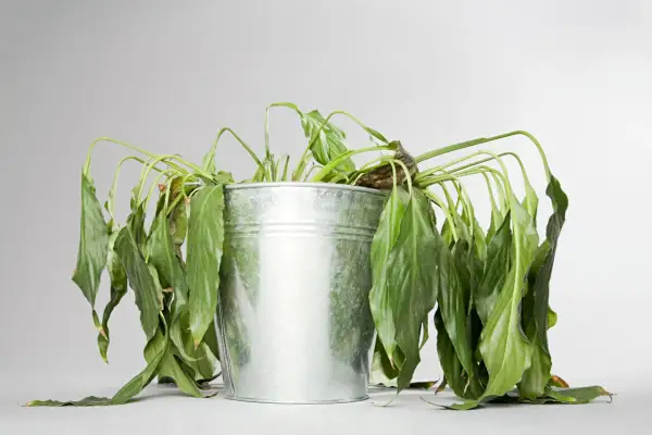 Plante flétrie dans un pot en métal, feuilles tombantes. Une image qui pose la question : pourquoi ma plante perd ses feuilles ?