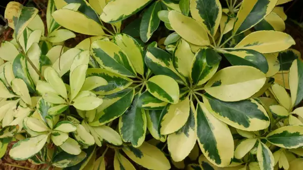 Feuilles panachées de vert et de jaune d'un schefflera arboricola, formant un motif dense et texturé.