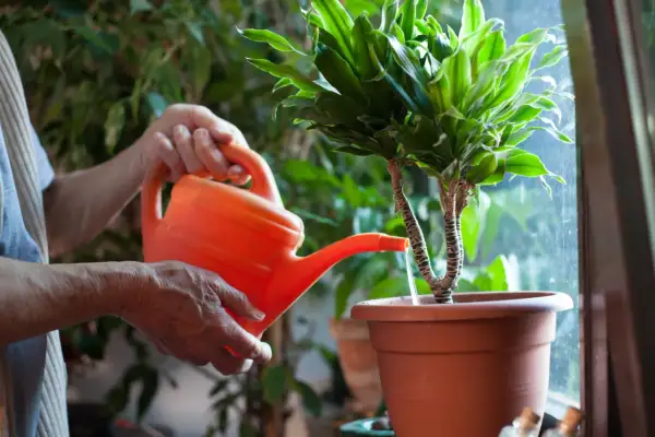 Maintenant, je m'occupe de l'arrosage des plantes d'intérieur. L'eau coule doucement de l'arrosoir orange vers la terre.