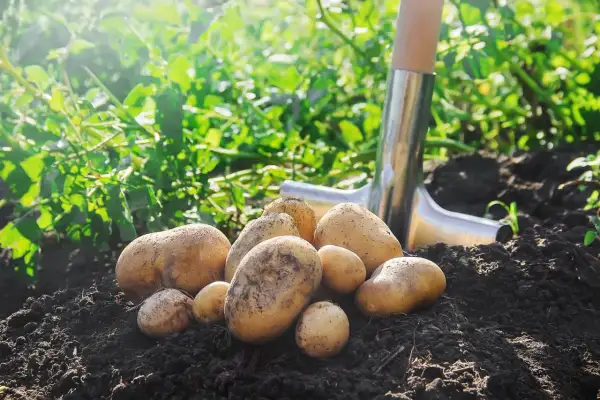Un tas de pommes de terre fraîchement arrachées, prêtes pour la récolte. La pelle à côté indique le moment idéal quand ramasser les pommes de terre.