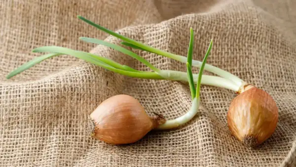 Deux oignons germés sur une toile de jute, prêts à pousser.