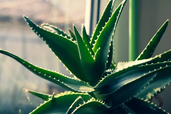 Gros plan sur une plante d'aloe vera aux feuilles vertes et charnues, bordées de petites dents. Elle pousse dans une terre bien drainée, prête à offrir ses bienfaits.