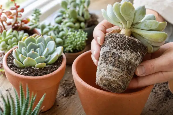 Mains rempotant une succulente, montrant ses racines et le terreau idéal pour succulentes.