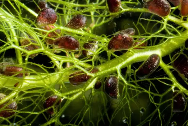 Détail de la plante carnivore la plus grande du monde, avec ses pièges sombres et ses fines vrilles vertes.