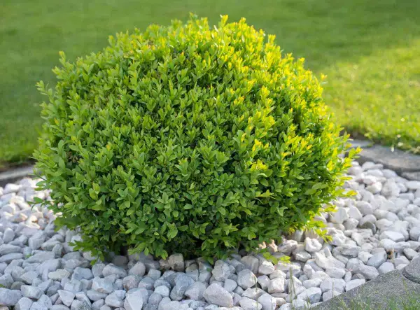 Un buis parfaitement taillé, symbole d'un entretien buis soigné, trône sur un lit de gravier blanc.