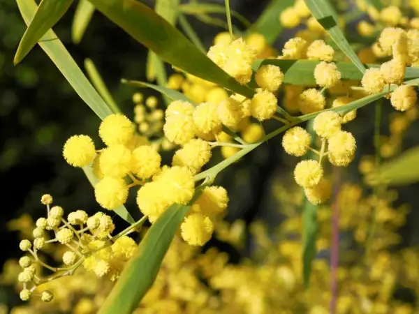 Des fleurs de mimosa jaunes et duveteuses, prêtes à être plantées en pleine terre.