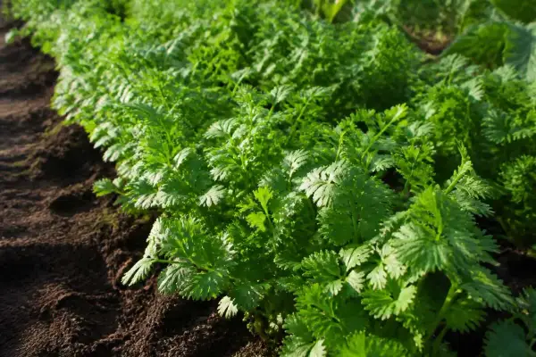 Légumes verts frais poussent dans le sol. La culture de coriandre est en pleine croissance, prête à être récoltée pour ajouter de la saveur.