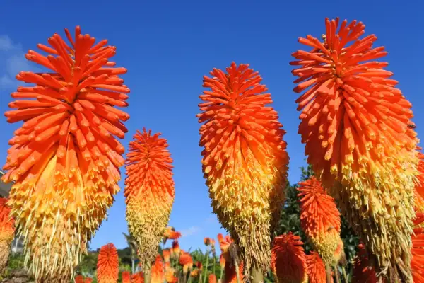 Des fleurs aux couleurs flamboyantes, comme un tison du diable, s'élèvent vers le ciel bleu.
