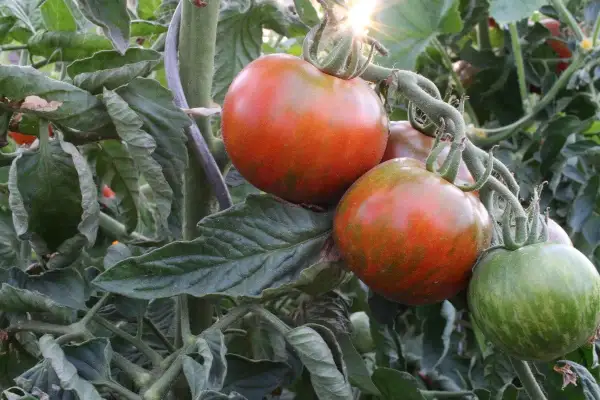 Gros fruits striés sur un pied de tomate, certains rouges, d'autres encore verts. Le soleil brille à travers les feuilles.
