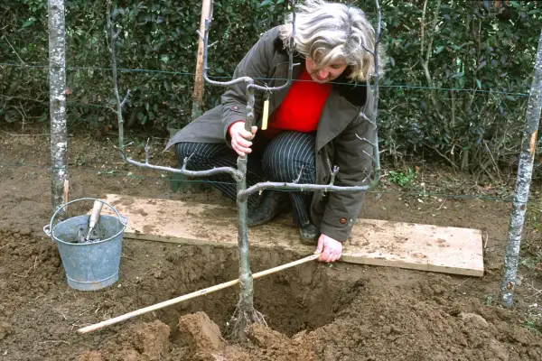 Une femme plante un jeune arbre fruitier. C'est le bon moment pour savoir quand planter arbre fruitier.