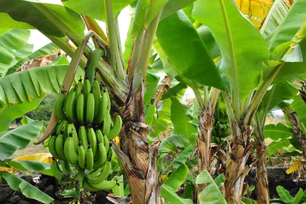 Un bananier porte une grappe de bananes vertes. Les grandes feuilles vertes créent un paysage luxuriant, évoquant le plaisir de planter un bananier.