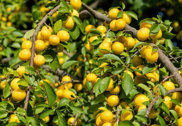 Un mirabellier bien chargé de fruits jaunes. Combien de temps pour avoir des fruits ? Souvent 3 à 5 ans après plantation.