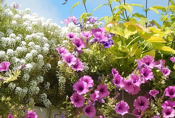 Un mélange coloré de pétunias roses et violets, d'alyssum blanc et de feuillage doré, parfaites plantes pour terrasse ensoleillée.