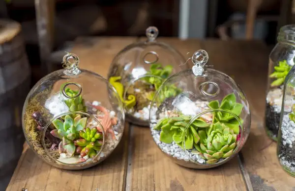 Trois terrariums fermés en verre abritent des succulentes et de petites décorations, créant des mondes miniatures.