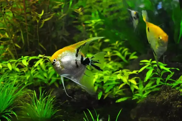 Poisson ange argenté et doré nageant parmi la plante aquarium luxuriante.