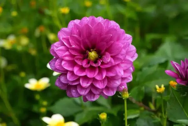 Gros plan sur un dahlia rose vif, ses pétales délicats couverts de gouttes de rosée. Une belle fleur en exposition, entourée de verdure et de touches de jaune.