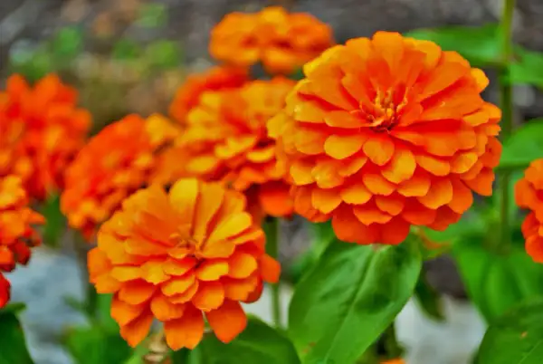 Un bouquet de fleurs orange éclatantes, comme des soleils miniatures, illumine le jardin.